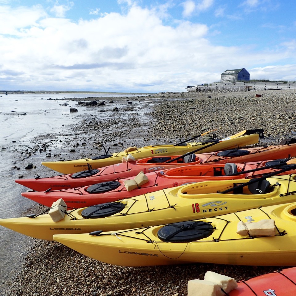 Kayaking with Beluga Whales
