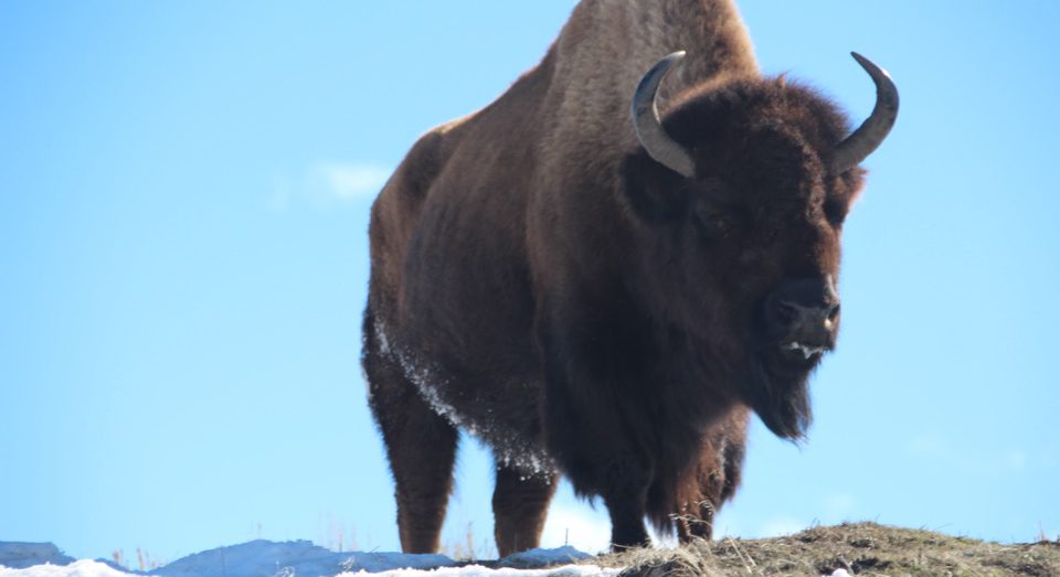 Come along with me as I enjoy a "bluebird day" at Yellowstone National Park and see the animals of Yellowstone National Park.