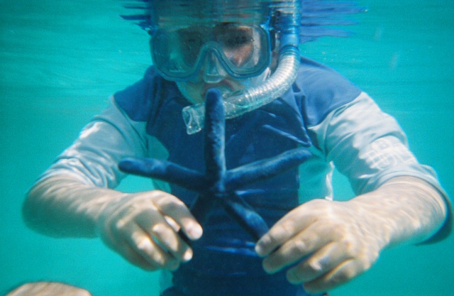 Castaway Island, Fiji Blue Starfish, puerto vallarta snorkeling tours