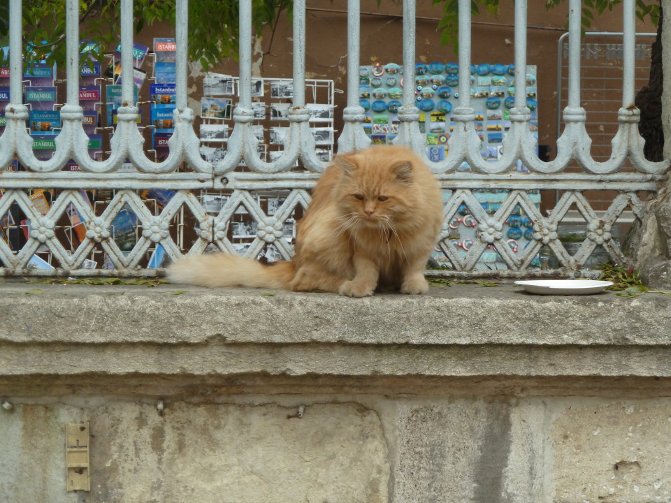 Stambulo katės, ką veikti Stambule, Ką veikti Stambule, Turkija