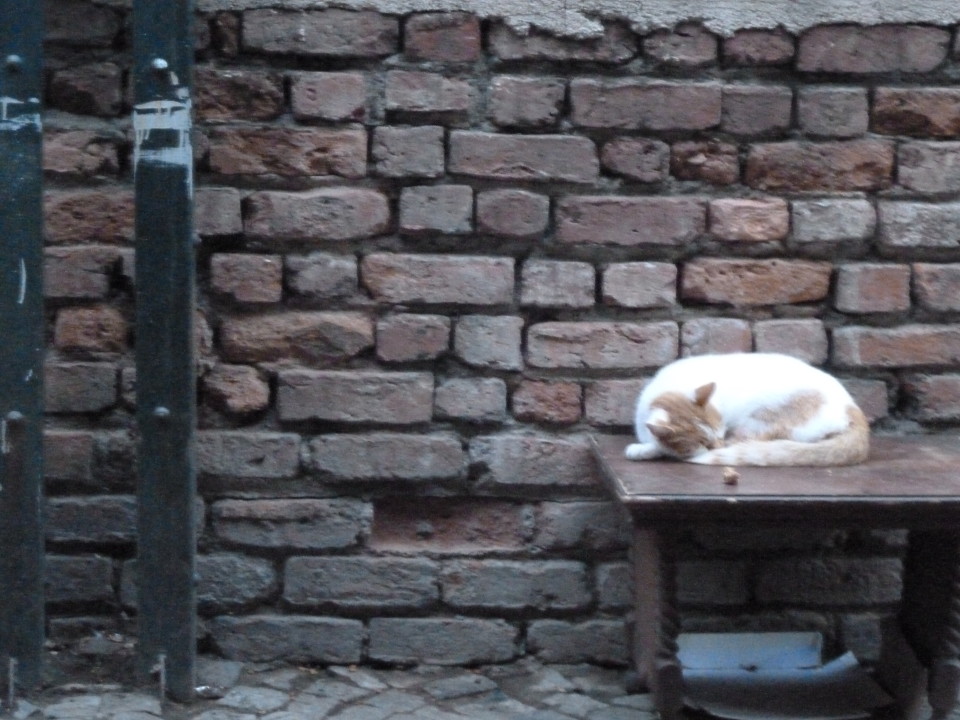Stambulo katės, ką veikti Stambule, Ką veikti Stambule, Turkija