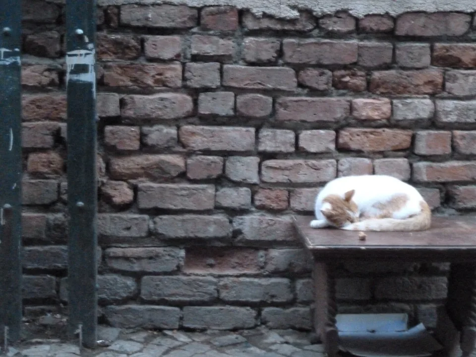 Istanbul cats, things to do in Istanbul, Things to do Istanbul Turkey