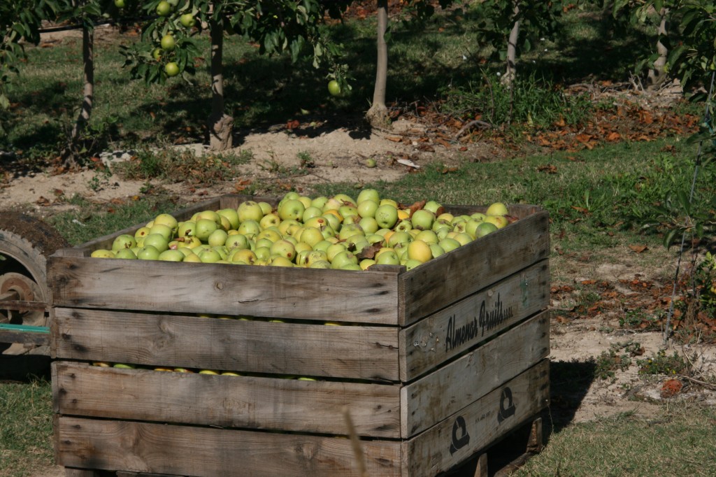 Apples in the countryside of Spain, Costa Brava