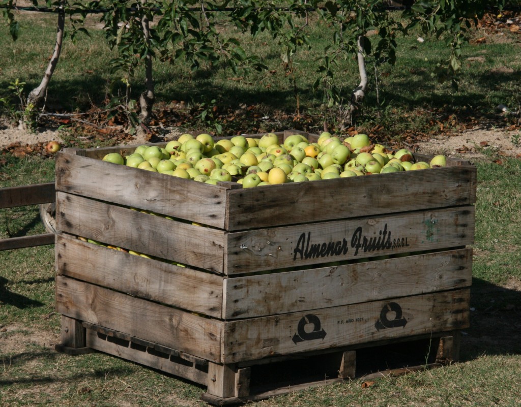 Apples in the countryside of Spain, Costa Brava