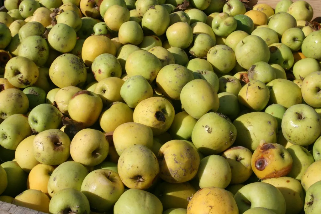 Apples in the countryside of Spain, Costa Brava