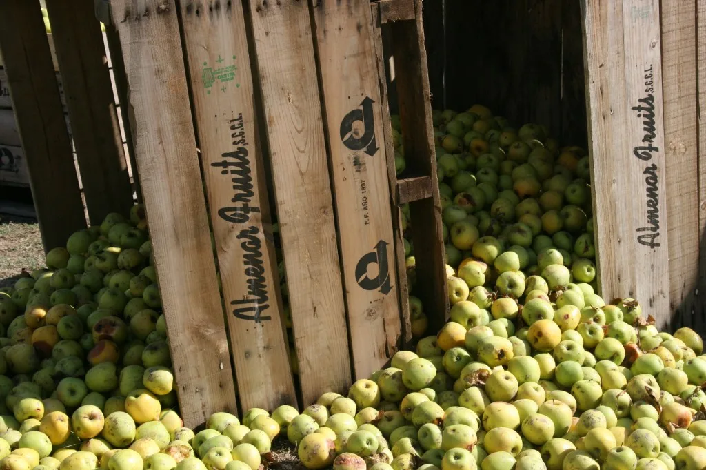 Apples in the countryside of Spain, Costa Brava