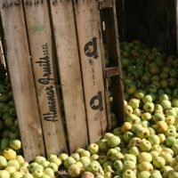 Apples in the countryside of Spain, Costa Brava