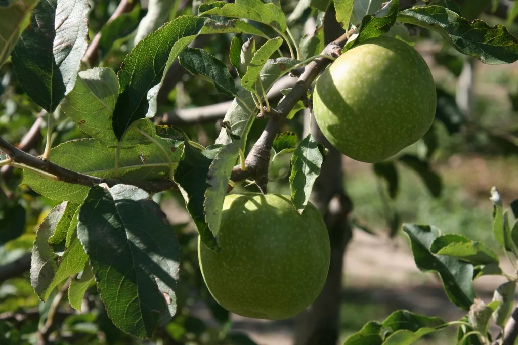 Green Apples from Catalonia Spain