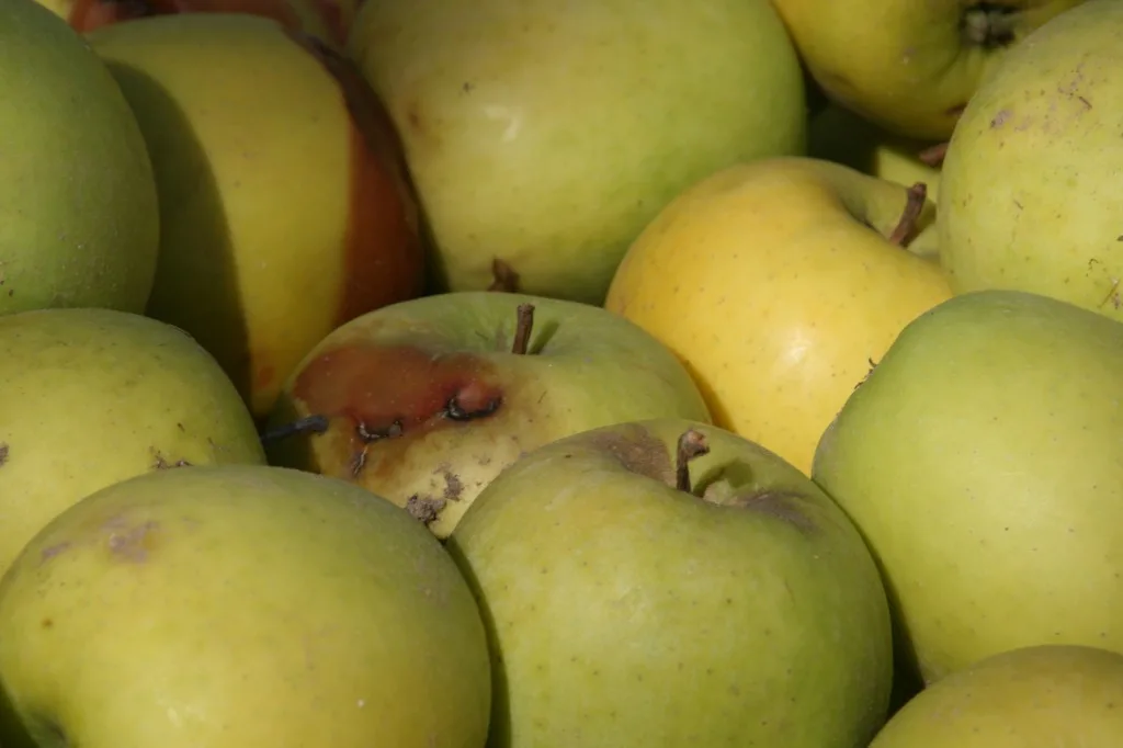 Green granny smith apples of Costa Brava, Spain