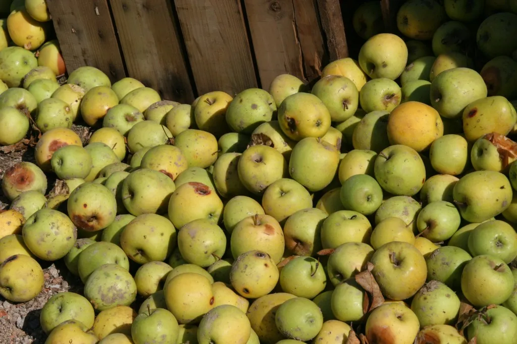 Apples in the countryside of Spain, Costa Brava