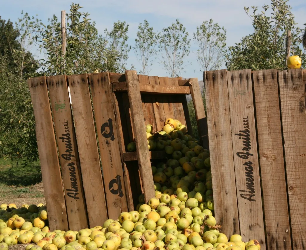 Apples in the countryside of Spain, Costa Brava