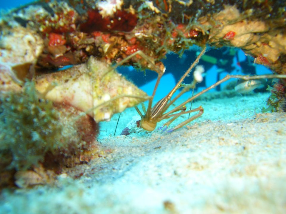 Under the Sea, Belize