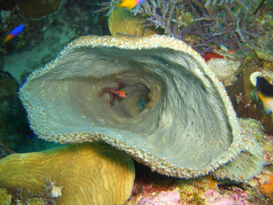 Under the Sea, Belize