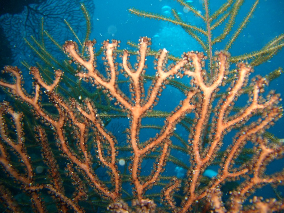 Under the Sea, Belize