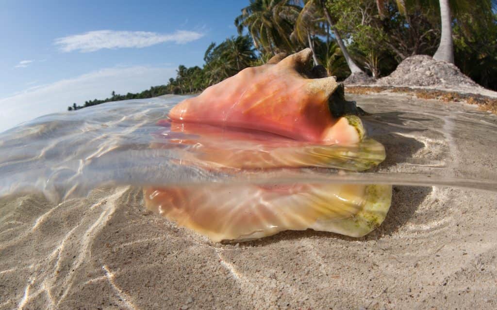 The 6 Best Beaches in Belize