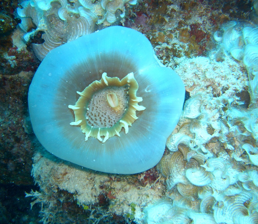 Under the Sea, Castaway Island, Fiji