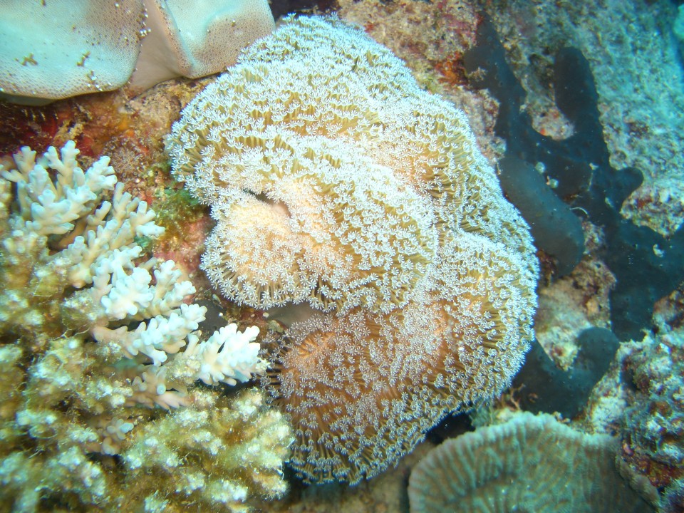 More amazing Coral near castaway island fiji