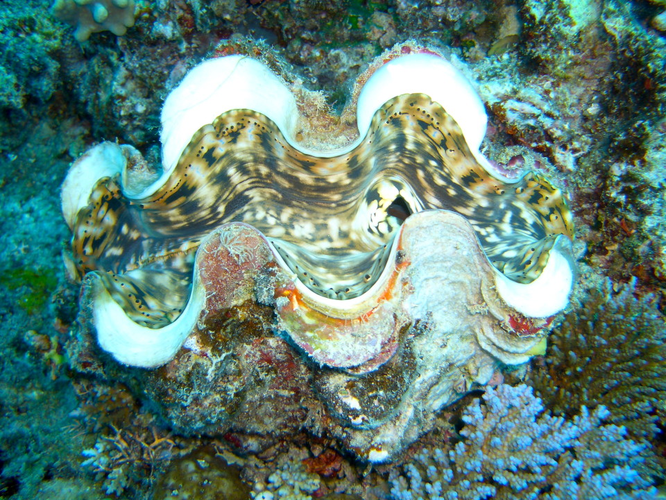 Shells and oysters among the corals in Fiji