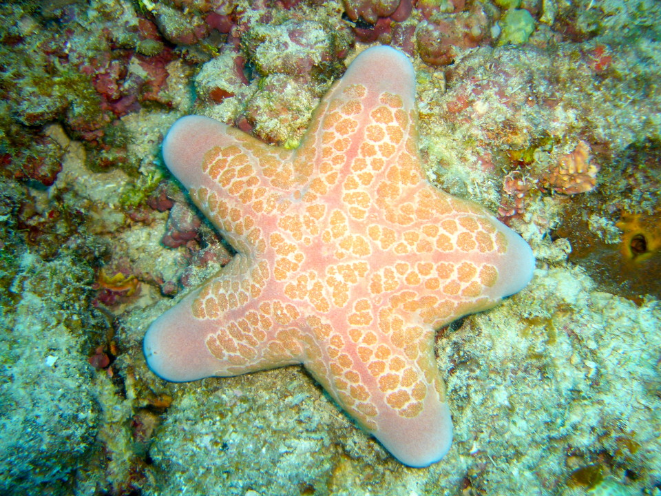 On one of our dives in Fiji at the Malolo Barrier Reef