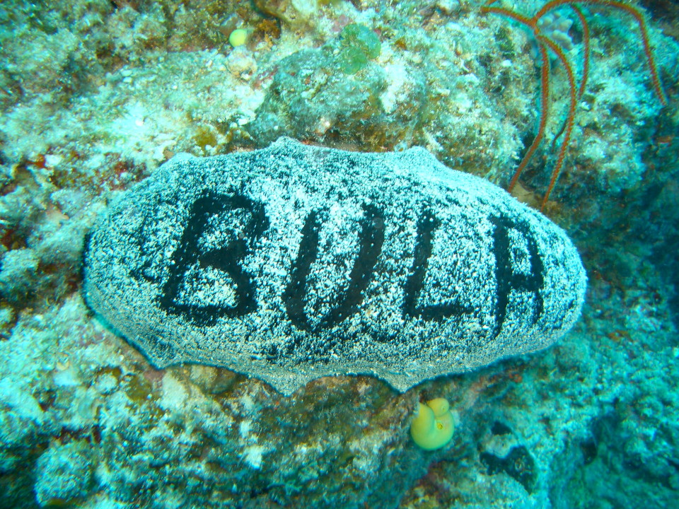 Diving in Fiji: Beautiful corals diving in fiji