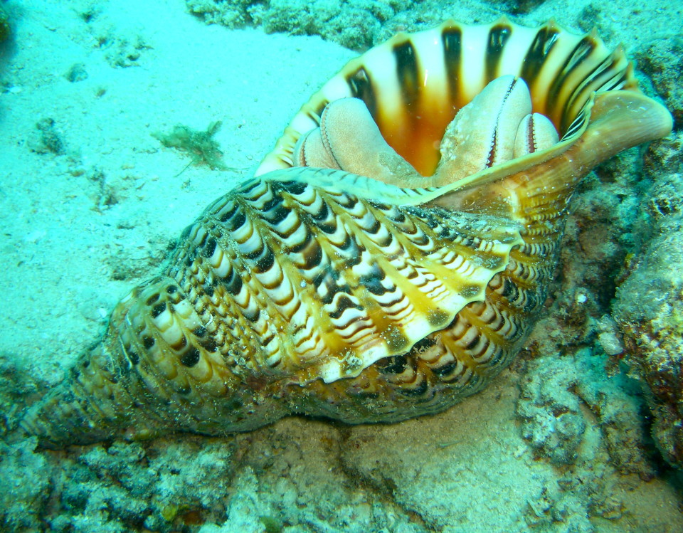 Diving in Fiji: one of the dive sites near castaway island