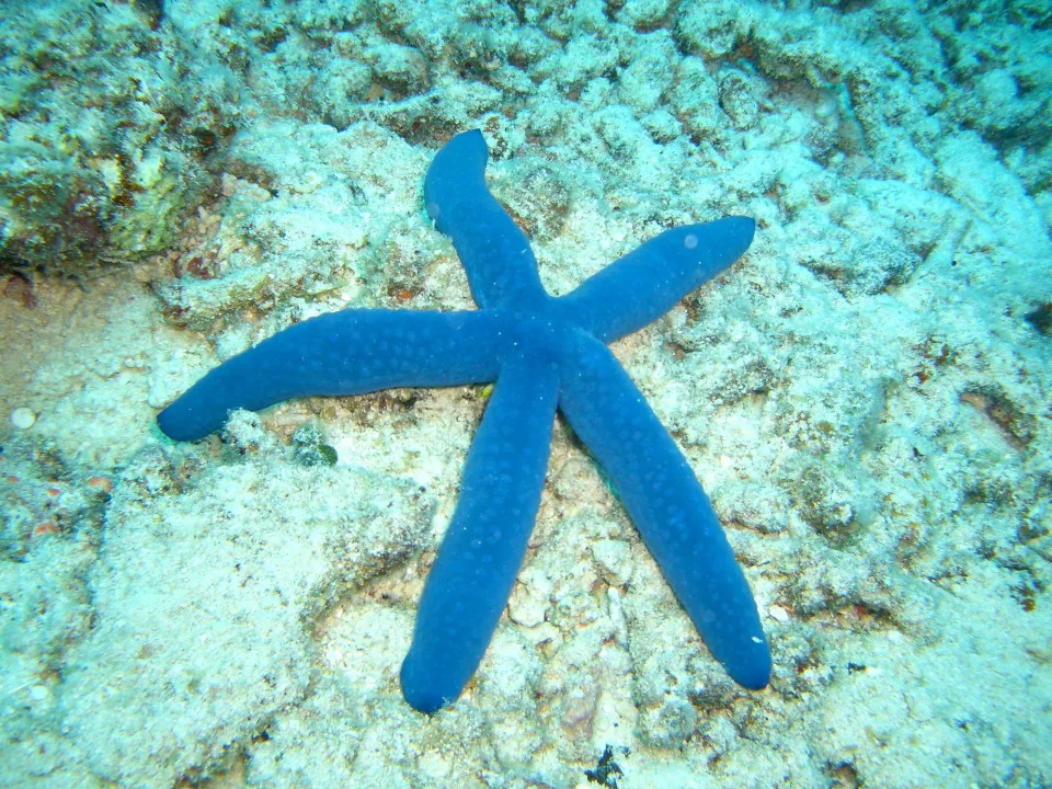 You can also see starfish while snorkelling from Castaway Island