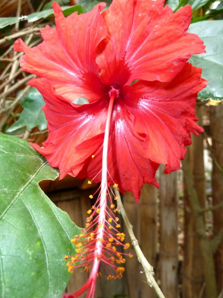 Tropical Flower at Balsa Surf Camp, Montañita, Ecuador