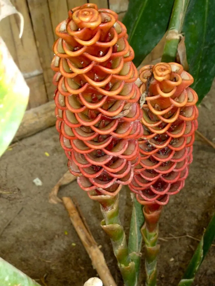 Tropical Flower at Balsa Surf Camp, Montañita, Ecuador