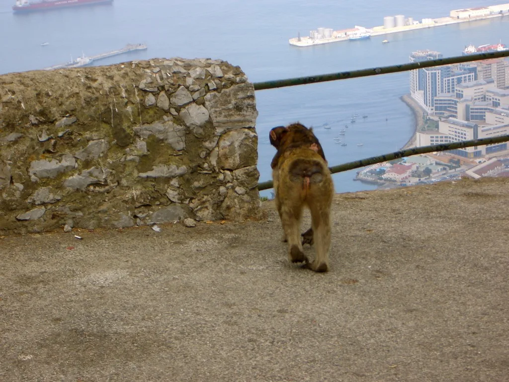 Macaw Monkey at Rock of Gibraltar