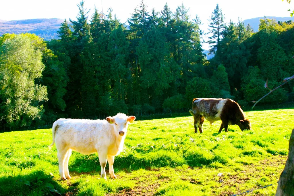 Muckross Farm, Killarney, Ireland