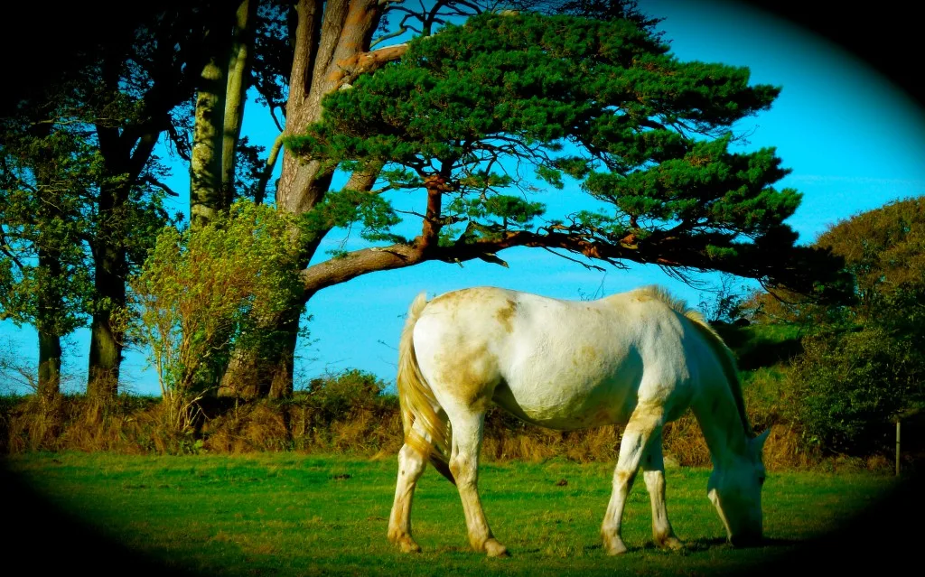 Muckross Farm, Killarney, Ireland