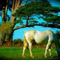 Muckross Farm, Killarney, Ireland