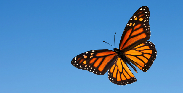 Monarch Butterfly