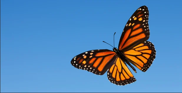 Monarch Butterfly