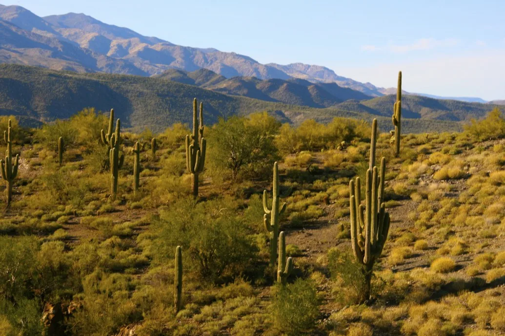 Sonoran Desert, Phoenix, AZ