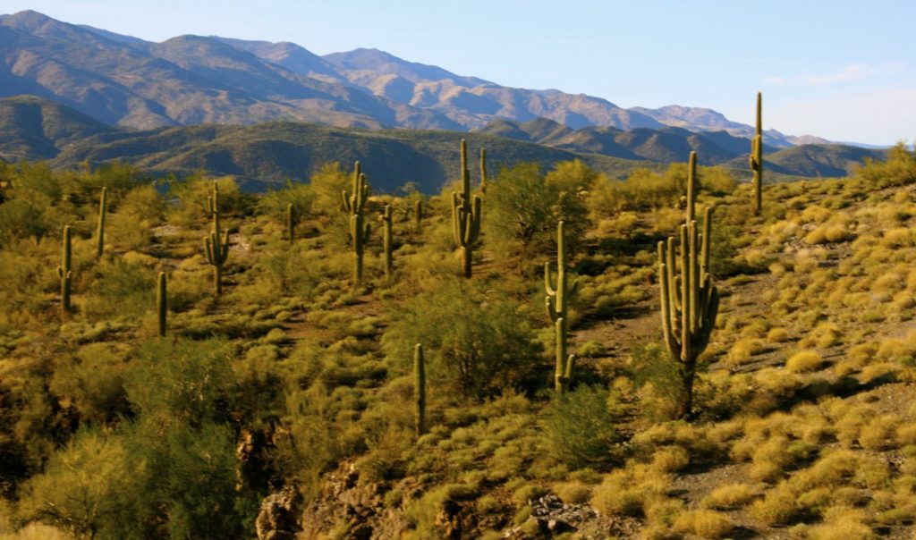 Sonoran Desert, Phoenix, AZ