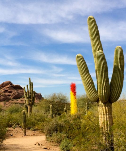 The Incredible Sights of Chihuly - Phoenix Botanical Garden