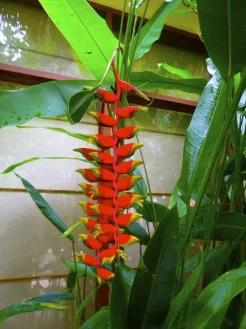 Flowers of The Banjaran Hotsprings Retreat