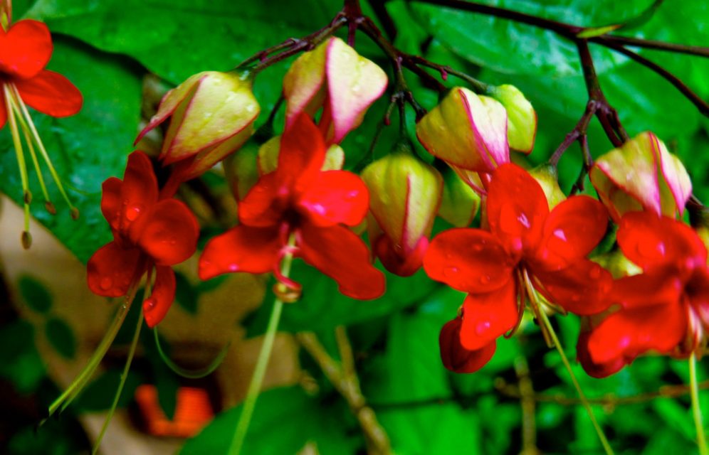 Flowers of The Banjaran Hotsprings Retreat