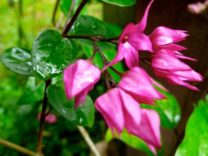 Flowers of The Banjaran Hotsprings Retreat