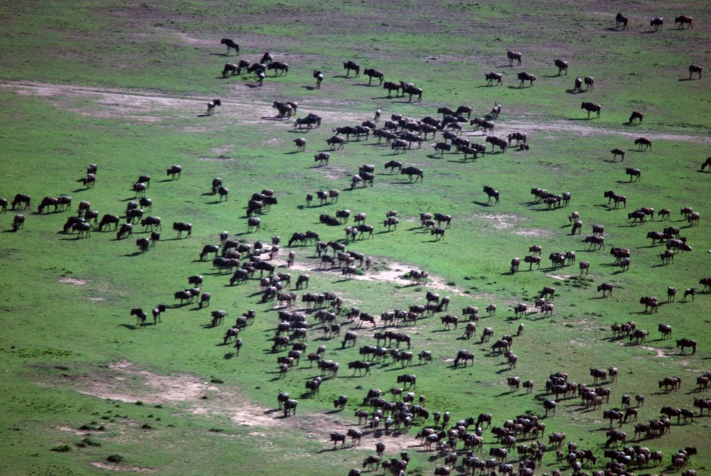 #SafariSoulMates from Photographer Marilyn Jones Photo Essay: Kenya Wildlife - Maasai Mara Game Reserve