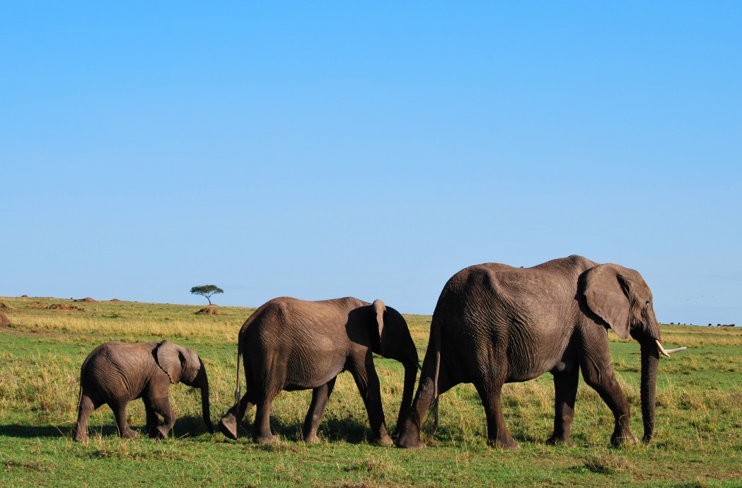 #SafariSoulMates from Photographer Marilyn Jones Photo Essay: Kenya Wildlife - Maasai Mara Game Reserve