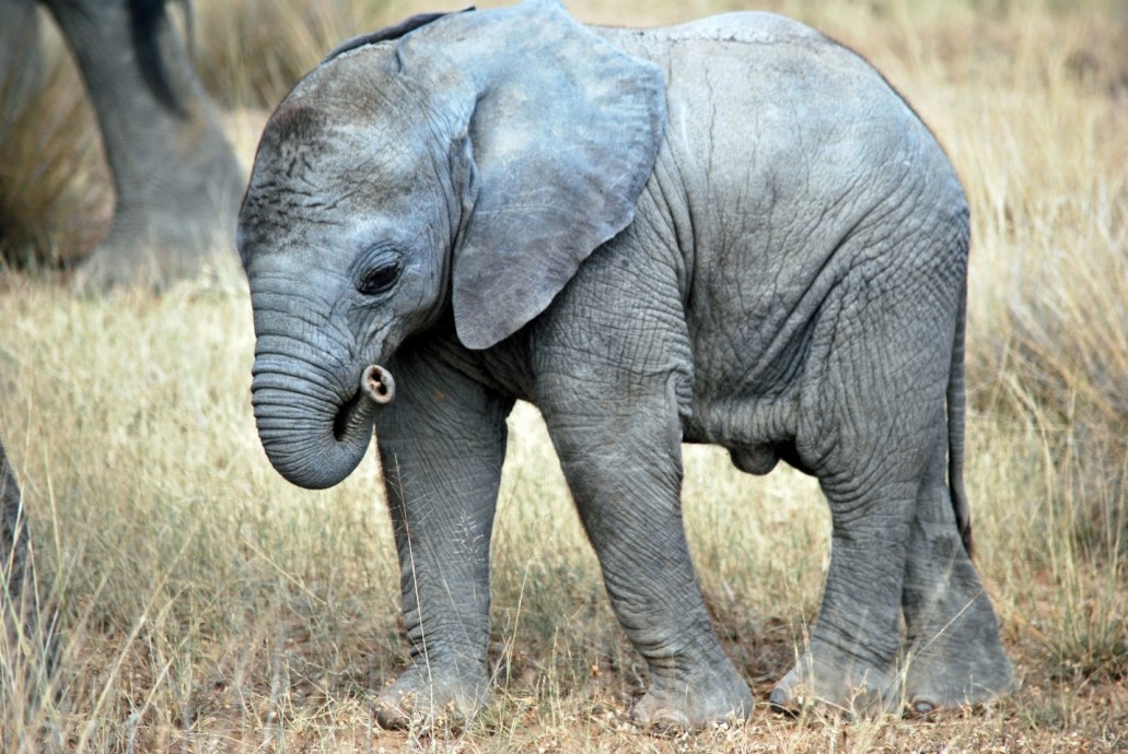 #SafariSoulMates from Photographer Marilyn Jones Photo Essay: Kenya Wildlife - Maasai Mara Game Reserve