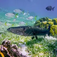 scuba dived, diving in Belize, Belize diving, Belize scuba diving, snorkeling Belize, Scuba diving Belize, best places to dive in Mexico