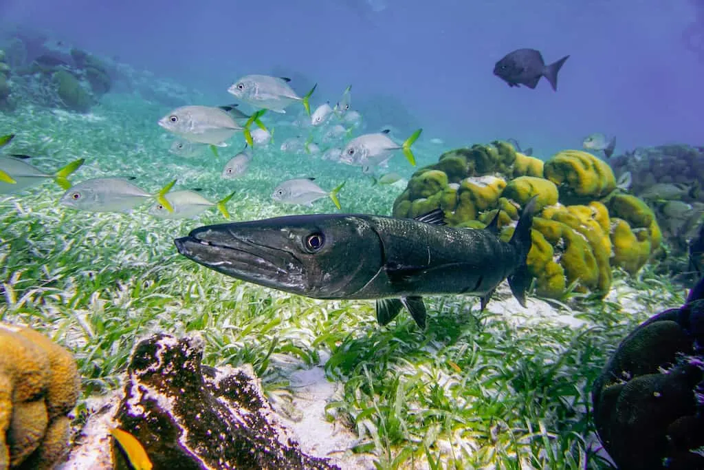 Caye Caulker Belize, Caye, #CayeCaulker