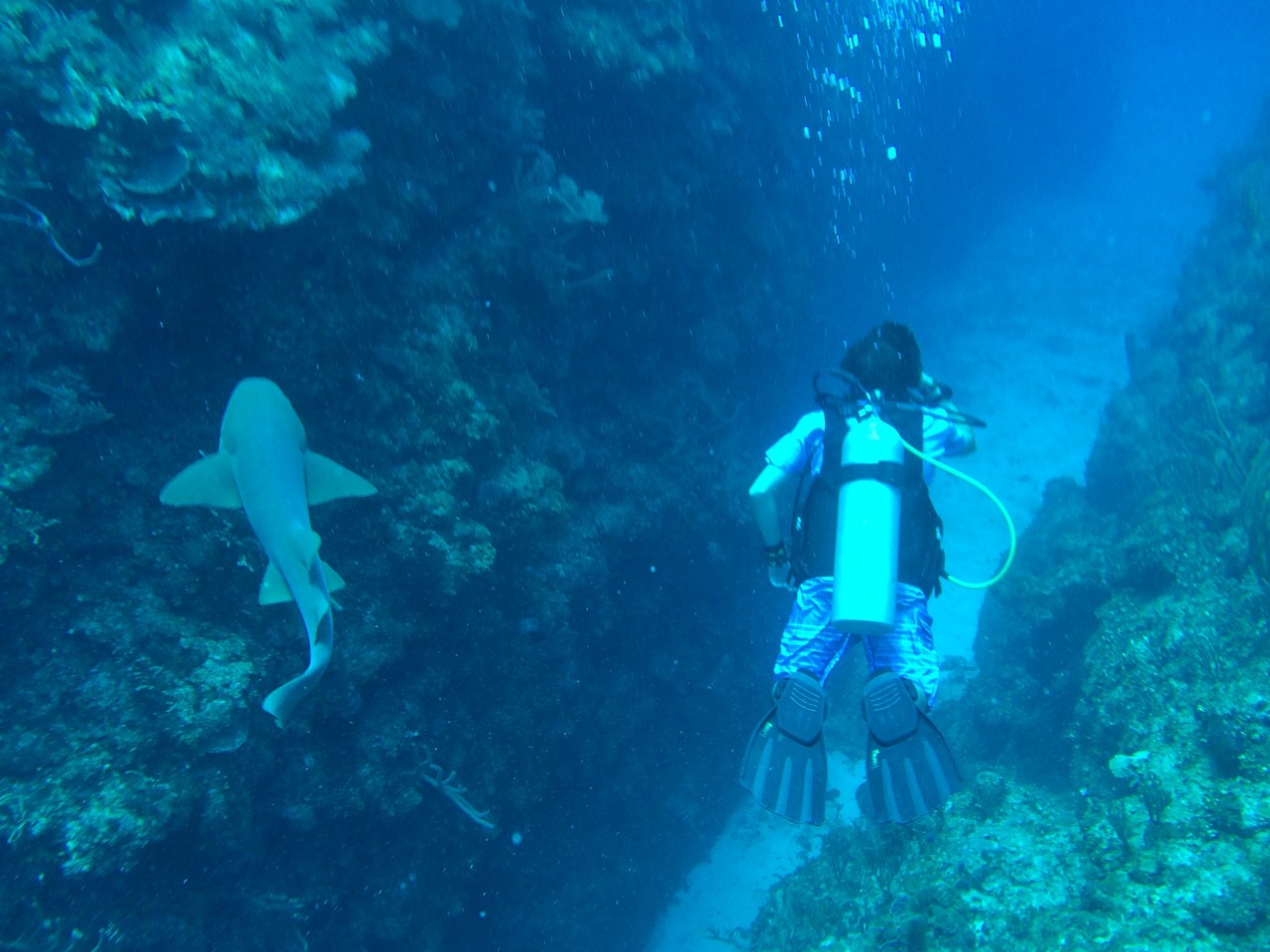 Nurse Shark - Ambergris Caye, Belize