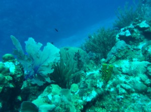 scuba dived, diving in Belize, Belize diving, Belize scuba diving, snorkeling Belize, Scuba diving Belize, Akumal Mexico snorkeling