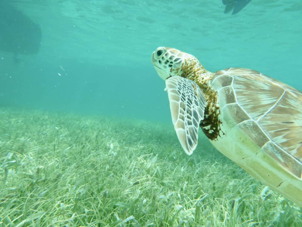 Caye Caulker Belize, Caye, #CayeCaulker