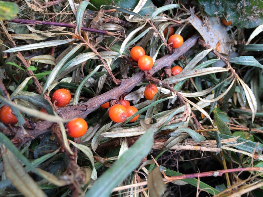 Local berries in Western Finland