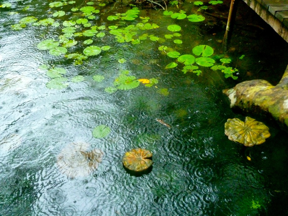 Xenotes Oasis Maya, Mexico